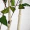 7ft. Potted Green Artificial Birch Tree with Real Touch Leaves